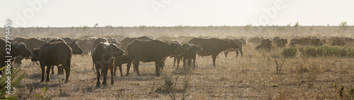Fototapeta Naklejka Na Ścianę i Meble -  African buffalo in Kruger National park, South Africa ; Specie Syncerus caffer family of Bovidae