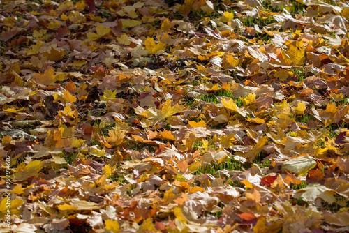 leaf carpet