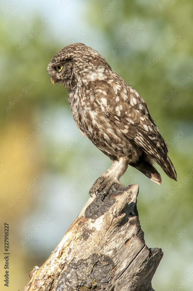 little owl (athene noctua), portrait, perched in a branch little owl (athene noctua), portrait, perched in a branch
