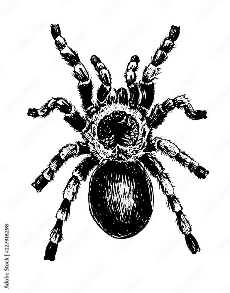 Obraz premium hand drawn illustration of a tarantula on white background.