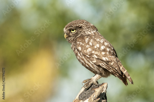 little owl (athene noctua), portrait, perched in a branch