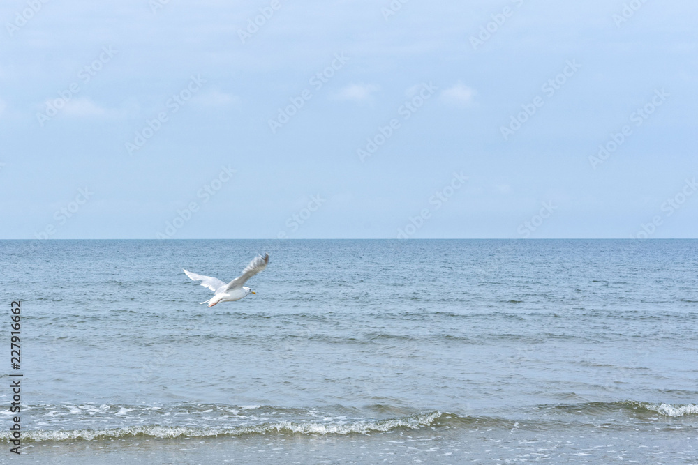 Fototapeta premium Move fliegt über das Meer in Richtung Horizont