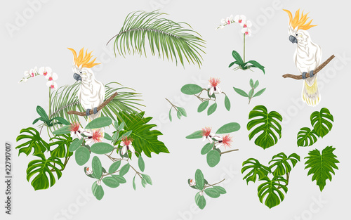 Set of elements for design with tropical plants