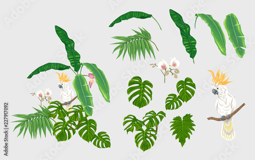 Set of elements for design with tropical plants