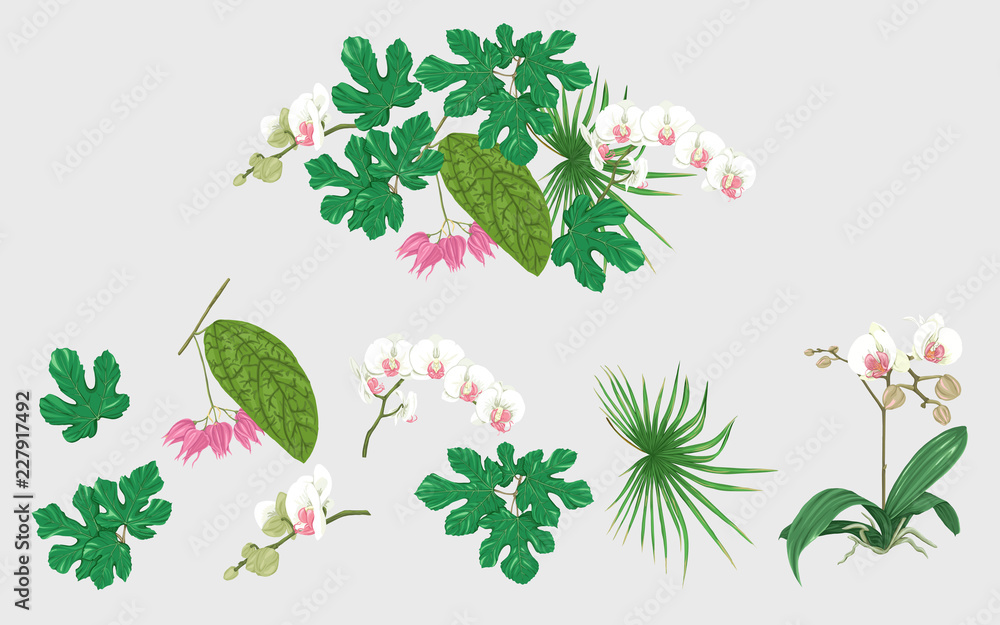 Naklejka premium Set of elements for design with tropical plants