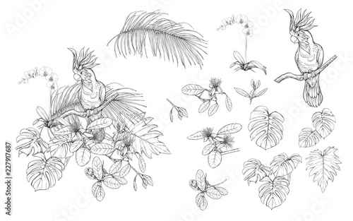 Set of elements for design with tropical plants