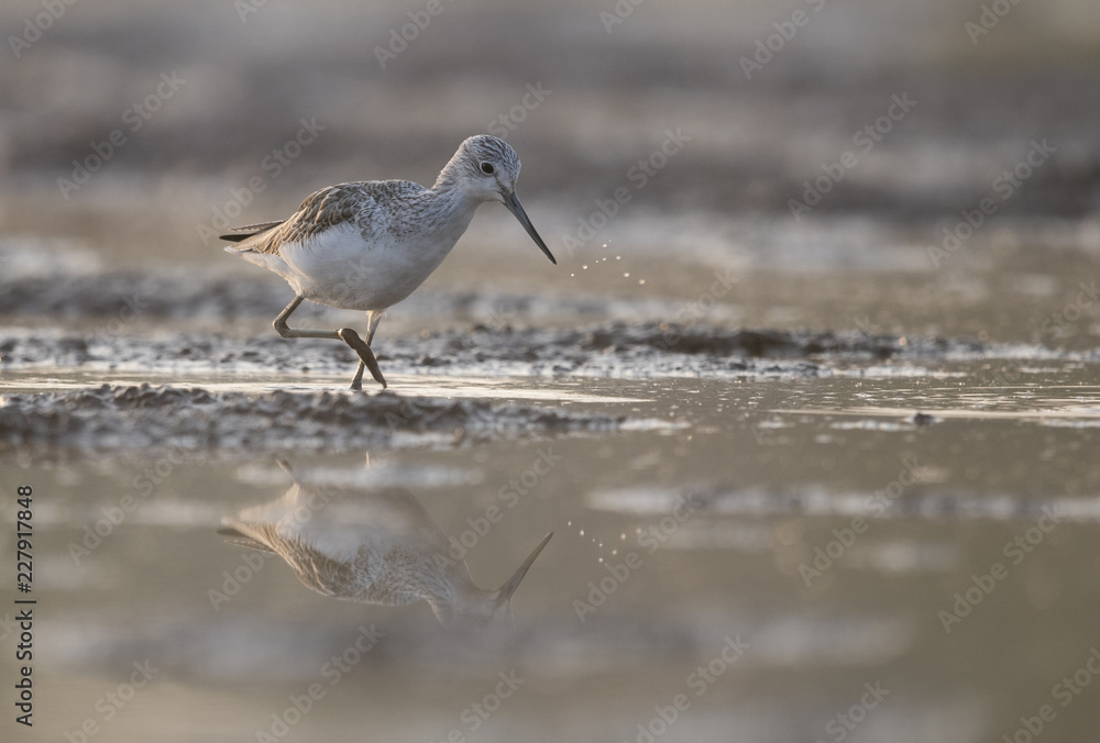 Common green Shank at Sunrise Common green Shank at Sunrise