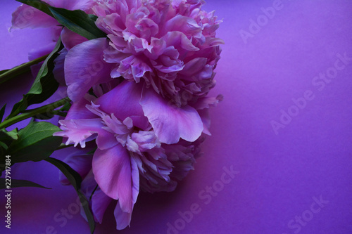 pink Tulip flowers on blue background
