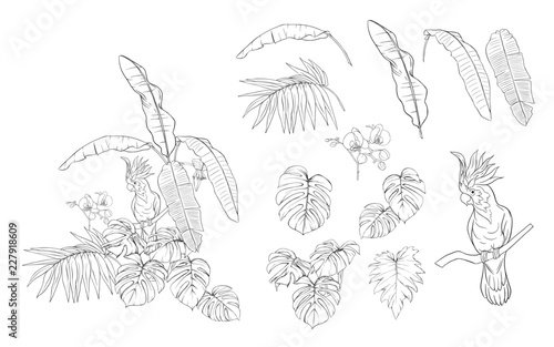 Set of elements for design with tropical plants