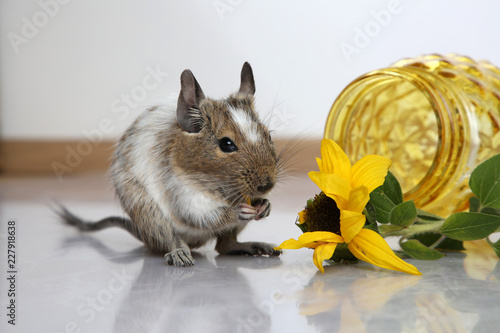 gescheckter Degu