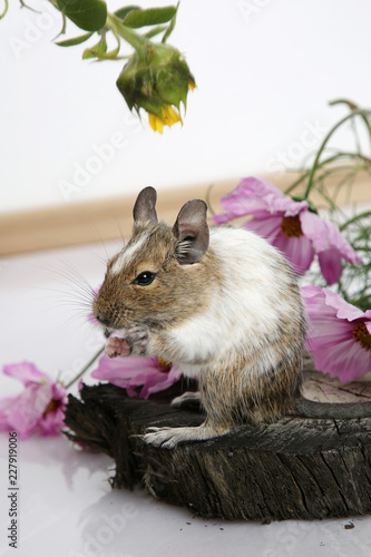 gescheckter Degu