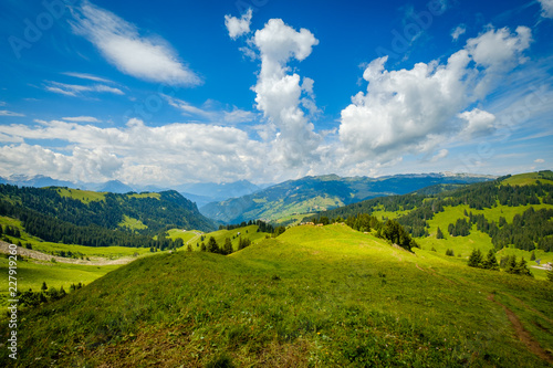 Small herd of cows grazing on a mountain pasture in Switzerland © Anton Gvozdikov