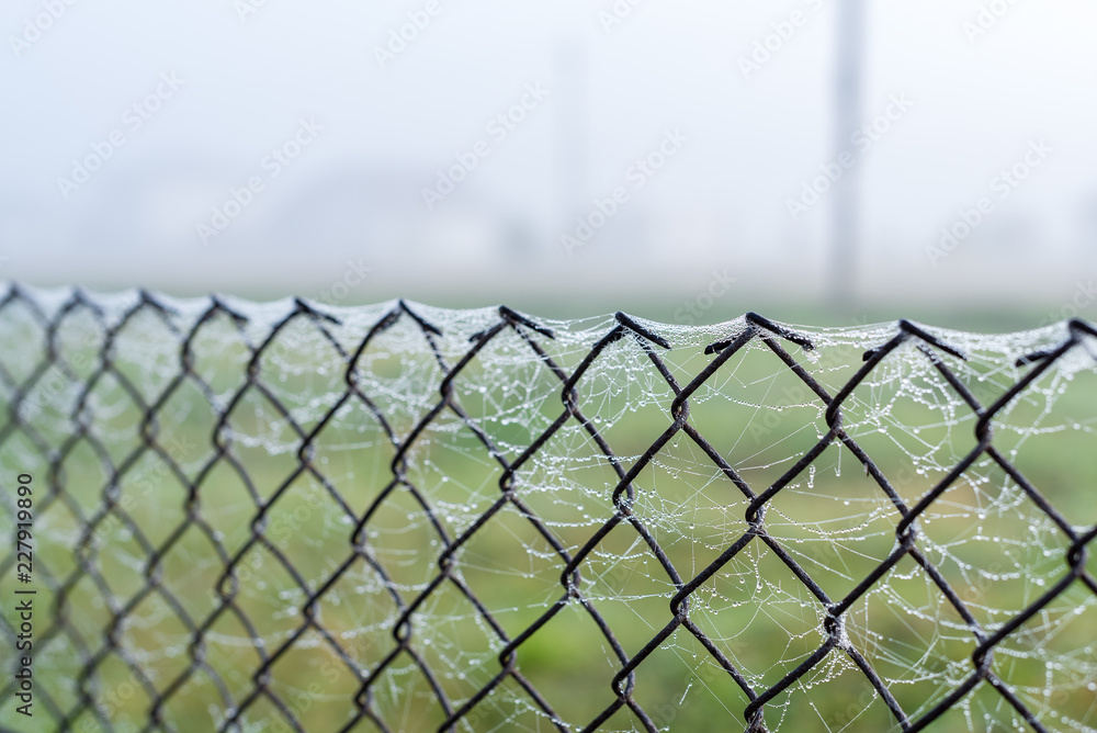 Metal mesh fence in the web in the morning Metal mesh fence in the web in the morning