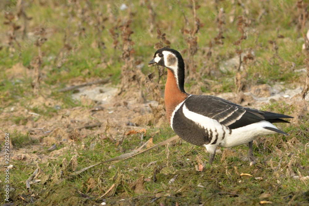 Red Breasted Goose (Branta ruficollis) Red Breasted Goose (Branta ruficollis)
