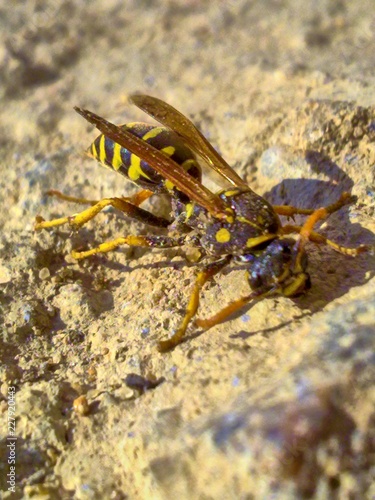 Wasp in the sand