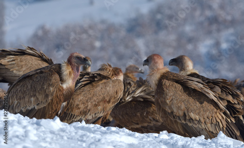 Griffon Vultures in Winter Landscape, into the Mountains