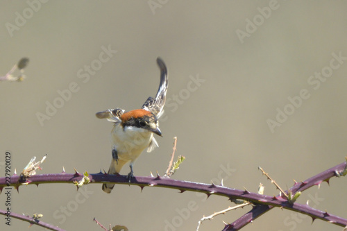 Woodchat shrike on a branch photo