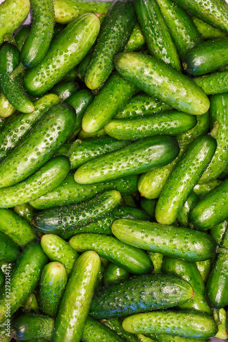 Cucumber green fresh as a healthy diet. Background color image close up.