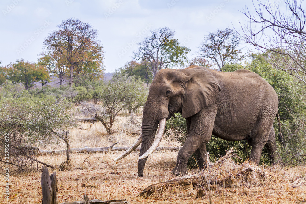 Obraz premium African bush elephant in Kruger National park, South Africa ; Specie Loxodonta africana family of Elephantidae