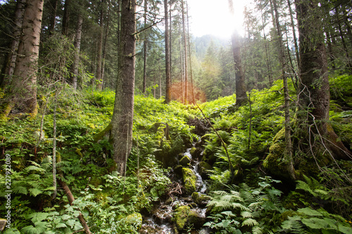 Fototapeta Naklejka Na Ścianę i Meble -  Landscape of a fresh green forest with sun and brook