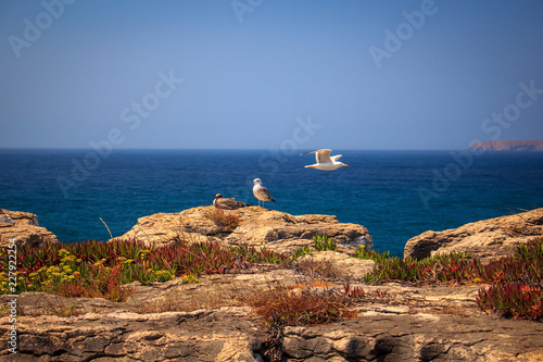 Panoramic view of seashore with seagulls in sunny day.Seaside town Peniche,Portugal. © Vadim