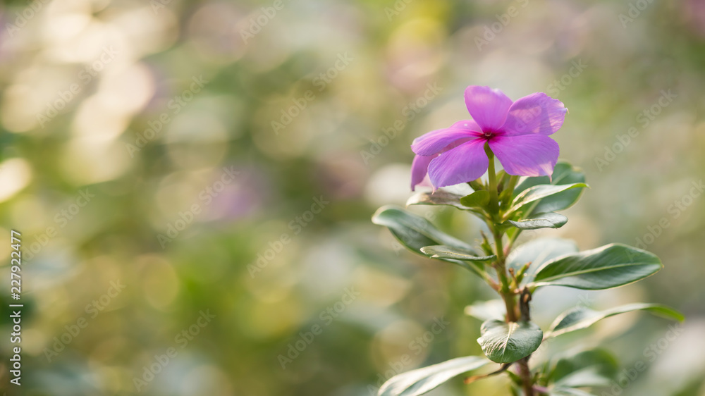 pink periwinkle flower with bokeh background pink periwinkle flower with bokeh background