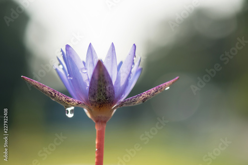 Fototapeta Naklejka Na Ścianę i Meble -  lotus flower or water lily with bokeh background
