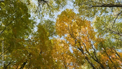 Tree tops in autumn. Colorful autumn treetops in fall forest with blue sky and sun shining. Autumn foliage. Trees swaying in the wind.
