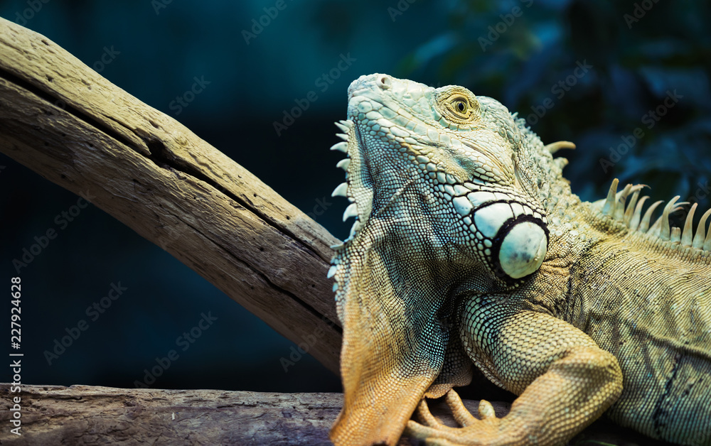 Fototapeta premium Green iguana climbing on a branch, close-up