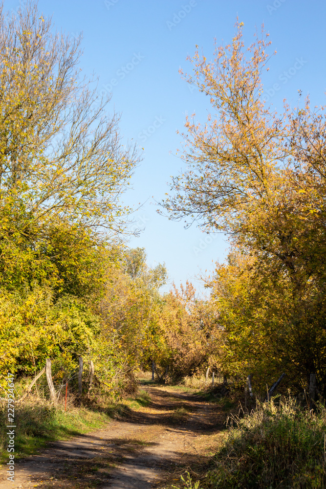 Fototapeta premium path through bushes and trees colorful in autumn season