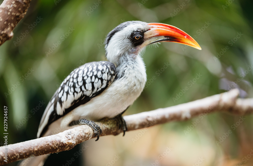Obraz premium A beautiful Southern Yellow-billed Hornbill