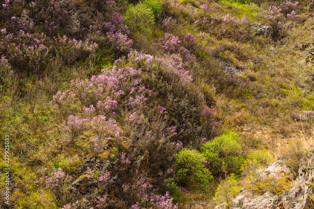 Beautiful rocky gray textured background with green trees and pink flowers. Surface mountain cliff close-up. Beautiful rocky gray textured background with green trees and pink flowers. Surface mountain cliff close-up.