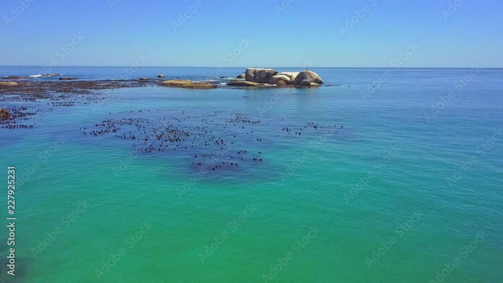 fly over Kelp forest, blue, green clear water fly over Kelp forest, blue, green clear water