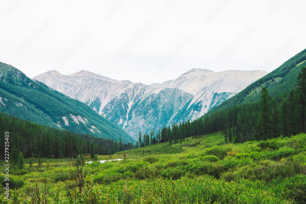 Mountain creek in valley against wonderful giant mountains. Rich vegetation and coniferous forest of highlands. Conifer trees. Amazing atmospheric landscape of majestic nature.
