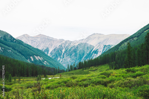 Mountain creek in valley against wonderful giant mountains. Rich vegetation and coniferous forest of highlands. Conifer trees. Amazing atmospheric landscape of majestic nature.