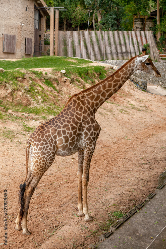 Giraffe portrait in the Safari park. Giraffe portrait in the Safari park.