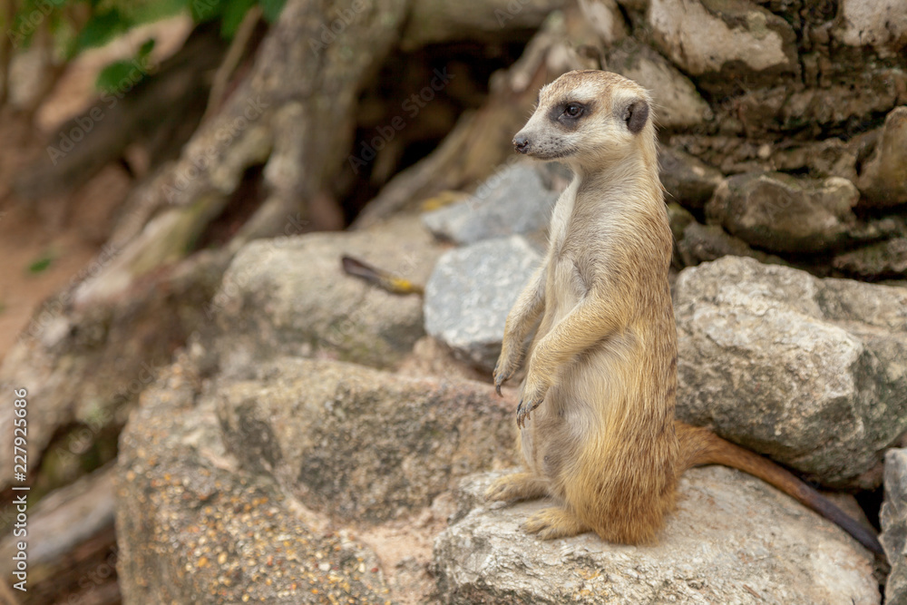 Fototapeta premium Meerkat , Suricata suricatta is african native animal, small carnivore belonging to the mongoose family in the Zoo .