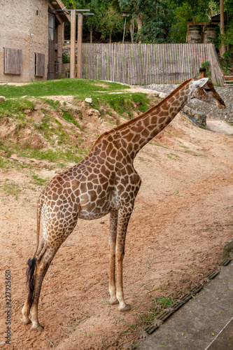 Giraffe portrait in the Safari park.