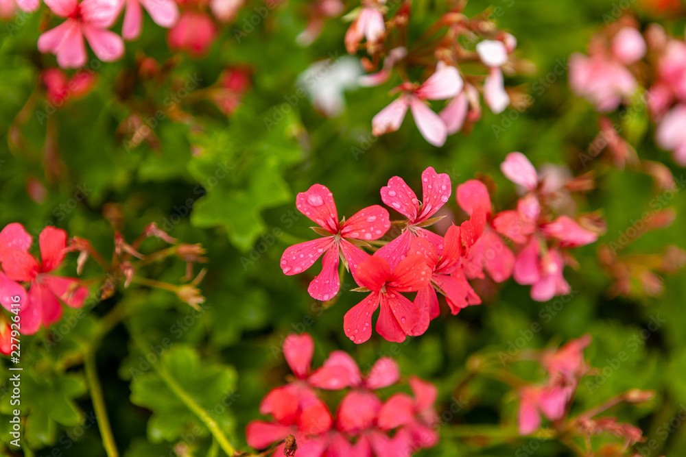 red flowers in the garden red flowers in the garden