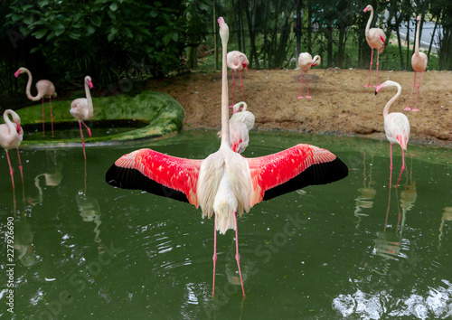 Flamingo The pink bird represents the summer. Flamingo Spread wings live in continent America. photo