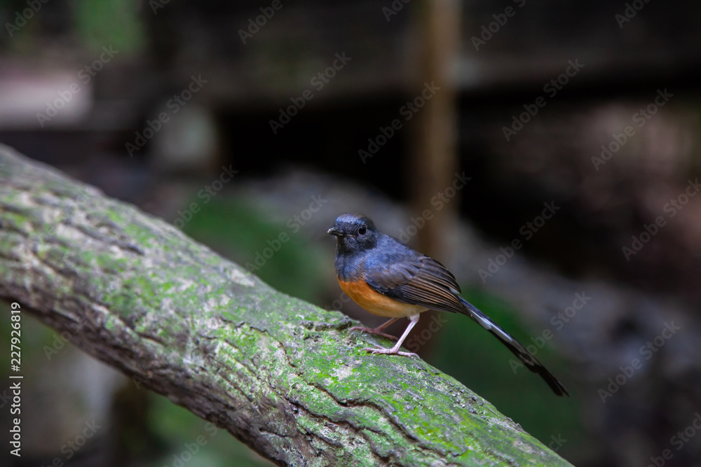 Rare birds in the country, Thailand ( Niltava vivida ) or Niltava sundara Worrisome to extinct.