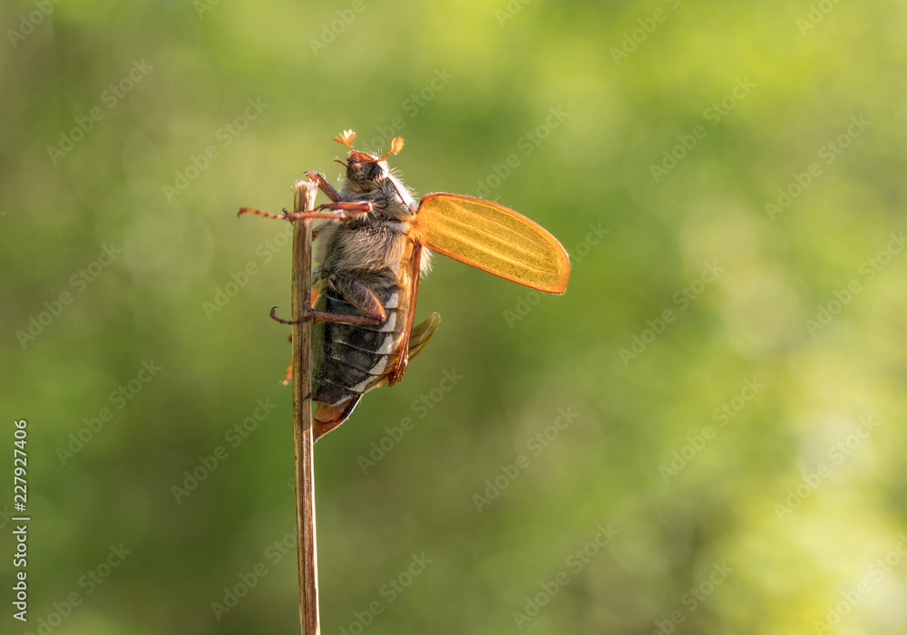 The cockchafer on a thin reed The cockchafer on a thin reed