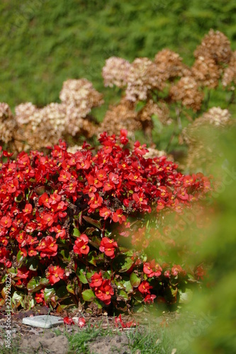 Fototapeta Naklejka Na Ścianę i Meble -  red blossoms