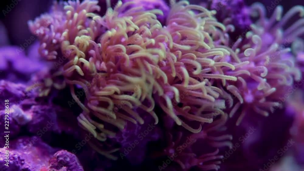 Close up video of marine life Close up video of marine life