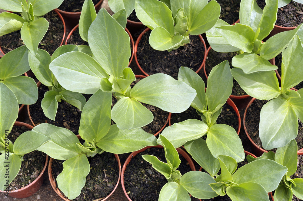 Broad beans