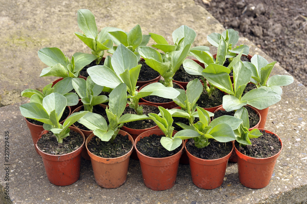 Broad beans