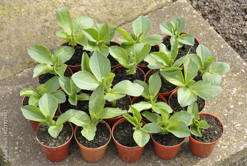 Broad beans photo