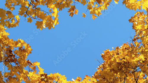 autumn frame of yellow leaves