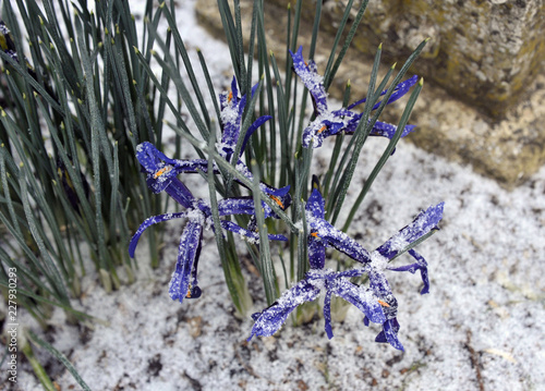 Dwarf Iris