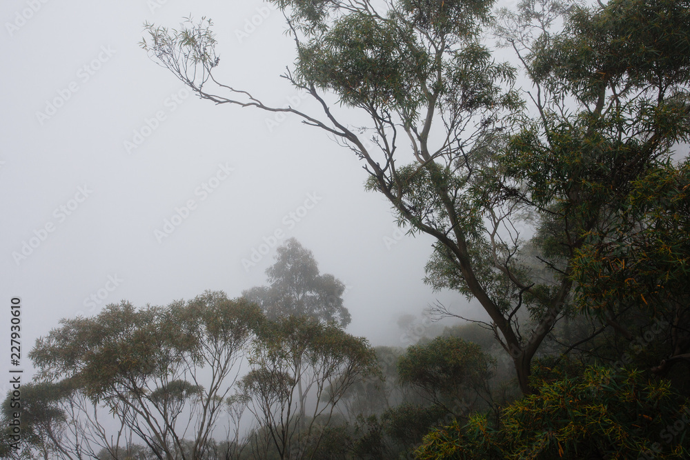 Trees and foggy atmosphere in the Blue Mountains National Park at Katoomba in the Blue Mountains, New South Wales, Australia. Trees and foggy atmosphere in the Blue Mountains National Park at Katoomba in the Blue Mountains, New South Wales, Australia.